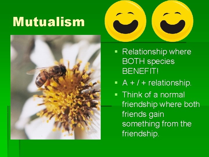 Mutualism § Relationship where BOTH species BENEFIT! § A + / + relationship. §