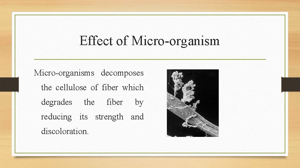 Effect of Micro-organisms decomposes the cellulose of fiber which degrades the fiber by reducing