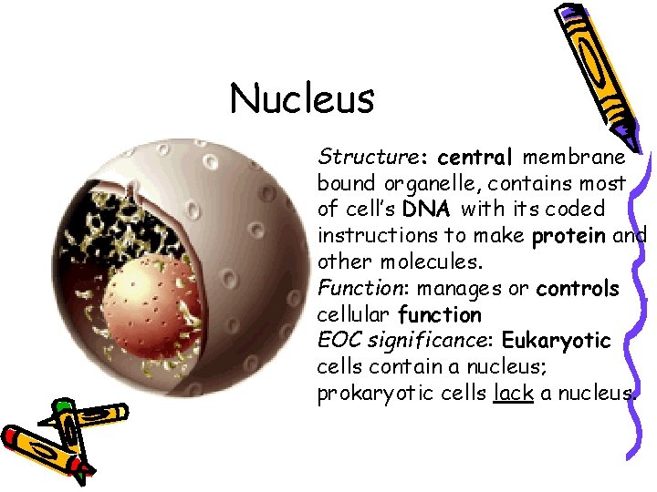 Nucleus Structure: central membrane bound organelle, contains most of cell’s DNA with its coded Nucleus Structure: central membrane bound organelle, contains most of cell’s DNA with its coded
