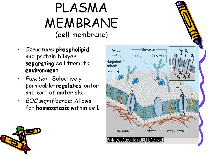 PLASMA MEMBRANE (cell membrane) • Structure: phospholipid and protein bilayer separating cell from its PLASMA MEMBRANE (cell membrane) • Structure: phospholipid and protein bilayer separating cell from its