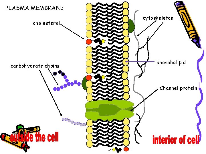 PLASMA MEMBRANE cholesterol carbohydrate chains cytoskeleton phospholipid Channel protein PLASMA MEMBRANE cholesterol carbohydrate chains cytoskeleton phospholipid Channel protein