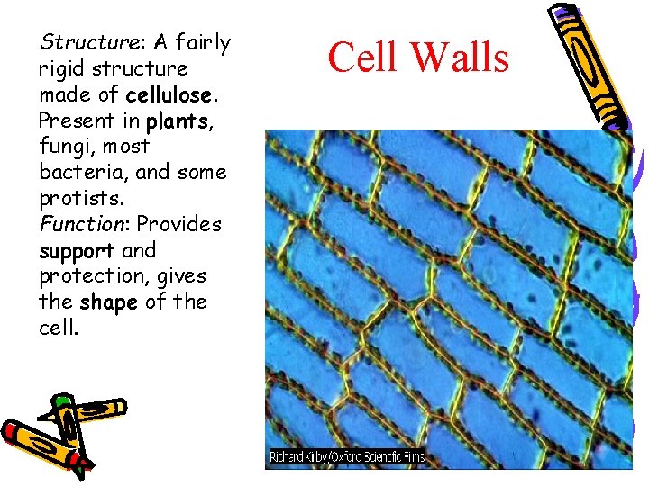 Structure: A fairly rigid structure made of cellulose. Present in plants, fungi, most bacteria, Structure: A fairly rigid structure made of cellulose. Present in plants, fungi, most bacteria,