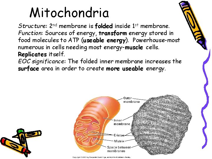 Mitochondria Structure: 2 nd membrane is folded inside 1 st membrane. Function: Sources of Mitochondria Structure: 2 nd membrane is folded inside 1 st membrane. Function: Sources of