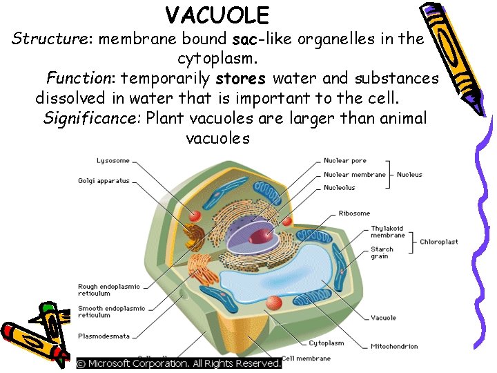 VACUOLE Structure: membrane bound sac-like organelles in the cytoplasm. Function: temporarily stores water and VACUOLE Structure: membrane bound sac-like organelles in the cytoplasm. Function: temporarily stores water and