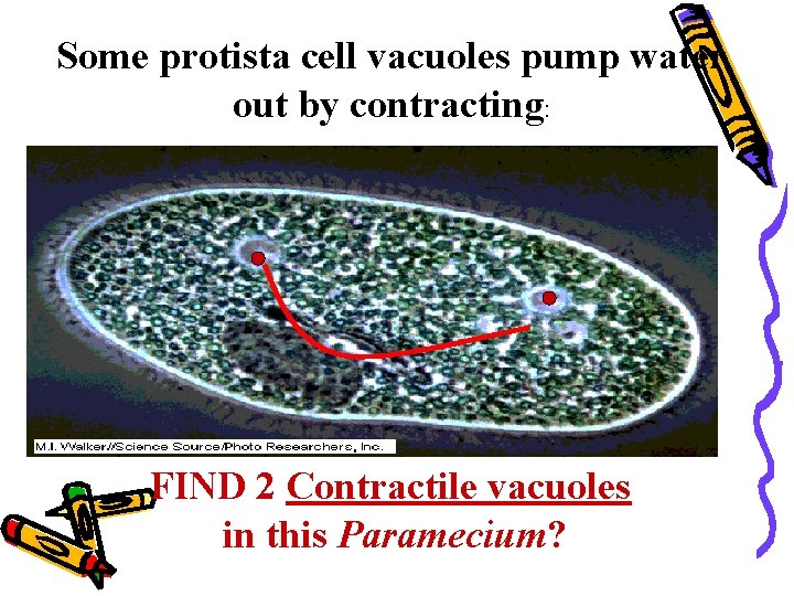 Some protista cell vacuoles pump water out by contracting: FIND 2 Contractile vacuoles in Some protista cell vacuoles pump water out by contracting: FIND 2 Contractile vacuoles in