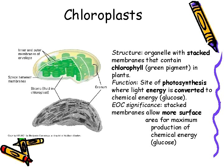 Chloroplasts Structure: organelle with stacked membranes that contain chlorophyll (green pigment) in plants. Function: Chloroplasts Structure: organelle with stacked membranes that contain chlorophyll (green pigment) in plants. Function: