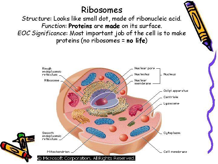 Ribosomes Structure: Looks like small dot, made of ribonucleic acid. Function: Proteins are made Ribosomes Structure: Looks like small dot, made of ribonucleic acid. Function: Proteins are made