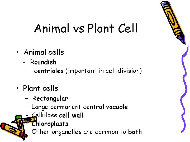 Animal vs Plant Cell • Animal cells - Roundish – centrioles (important in cell Animal vs Plant Cell • Animal cells - Roundish – centrioles (important in cell
