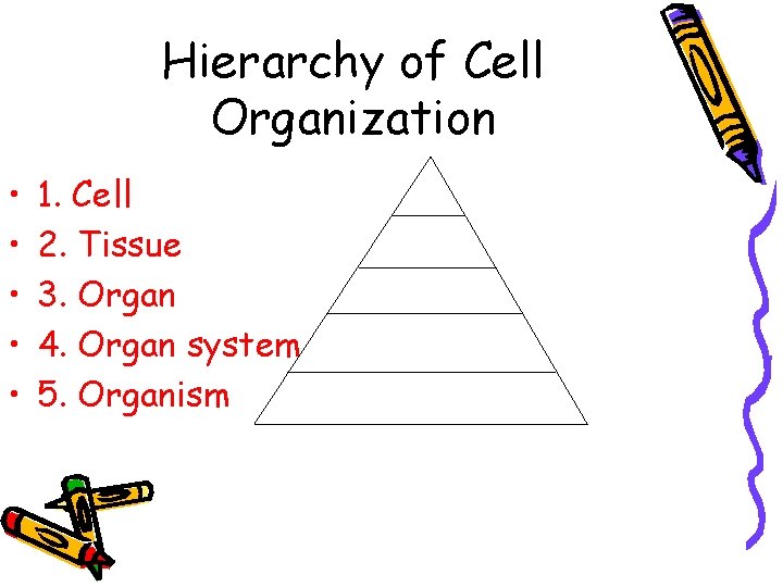 Hierarchy of Cell Organization • • • 1. Cell 2. Tissue 3. Organ 4. Hierarchy of Cell Organization • • • 1. Cell 2. Tissue 3. Organ 4.
