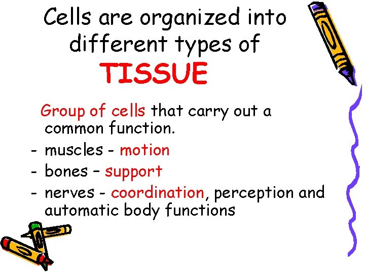 Cells are organized into different types of TISSUE Group of cells that carry out Cells are organized into different types of TISSUE Group of cells that carry out