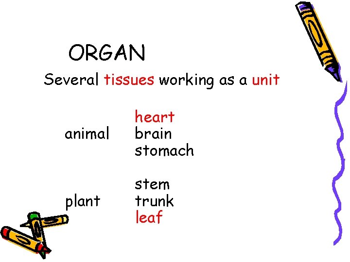 ORGAN Several tissues working as a unit animal heart brain stomach plant stem trunk ORGAN Several tissues working as a unit animal heart brain stomach plant stem trunk
