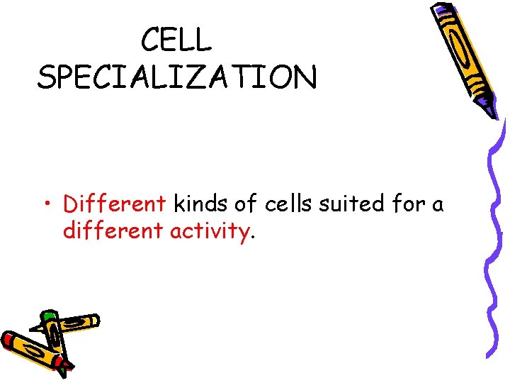 CELL SPECIALIZATION • Different kinds of cells suited for a different activity. CELL SPECIALIZATION • Different kinds of cells suited for a different activity.