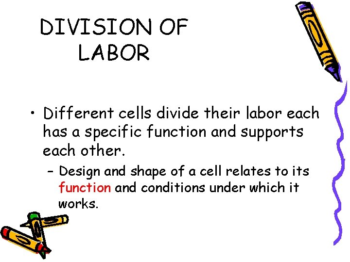 DIVISION OF LABOR • Different cells divide their labor each has a specific function DIVISION OF LABOR • Different cells divide their labor each has a specific function