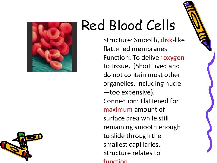 Red Blood Cells Structure: Smooth, disk-like flattened membranes Function: To deliver oxygen to tissue. Red Blood Cells Structure: Smooth, disk-like flattened membranes Function: To deliver oxygen to tissue.