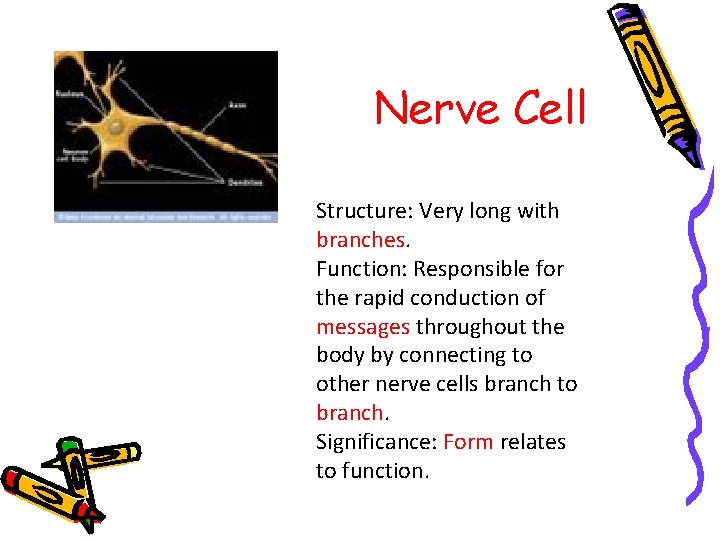 Nerve Cell Structure: Very long with branches. Function: Responsible for the rapid conduction of Nerve Cell Structure: Very long with branches. Function: Responsible for the rapid conduction of