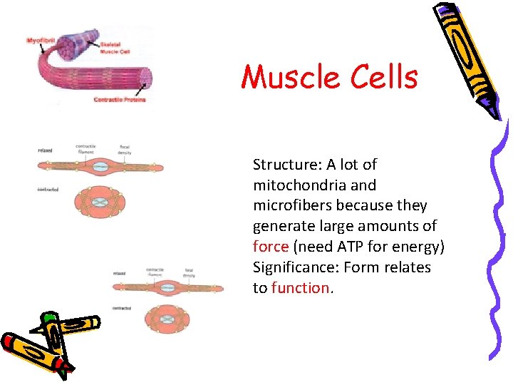 Muscle Cells Structure: A lot of mitochondria and microfibers because they generate large amounts Muscle Cells Structure: A lot of mitochondria and microfibers because they generate large amounts