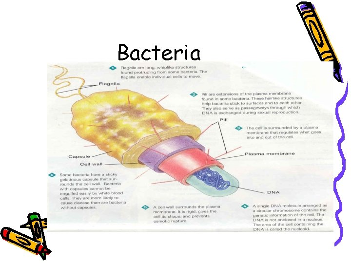 Bacteria Bacteria