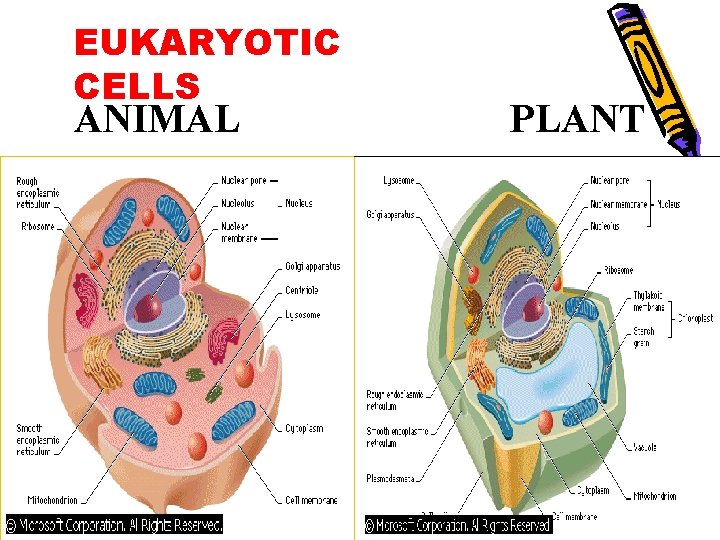 EUKARYOTIC CELLS ANIMAL PLANT EUKARYOTIC CELLS ANIMAL PLANT