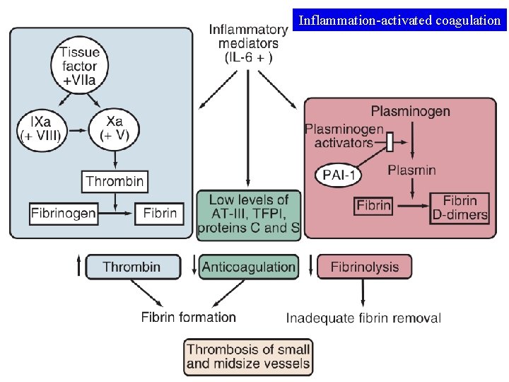 Inflammation-activated coagulation By : Dr. A. R. Mobaien 