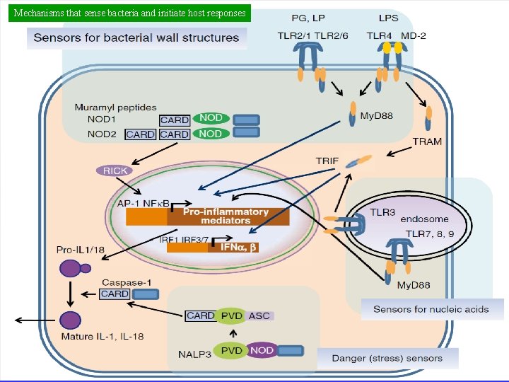 Mechanisms that sense bacteria and initiate host responses By : Dr. A. R. Mobaien