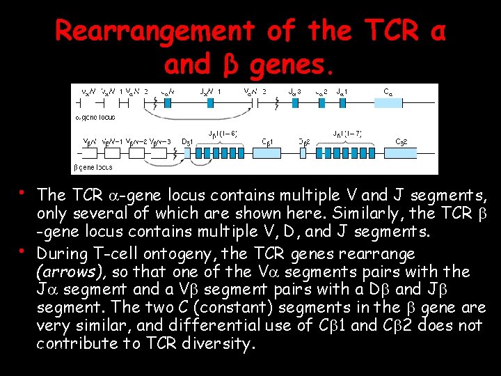 Rearrangement of the TCR α and β genes. • The TCR a-gene locus contains