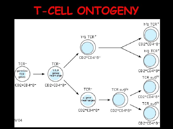 T-CELL ONTOGENY 2/9/04 