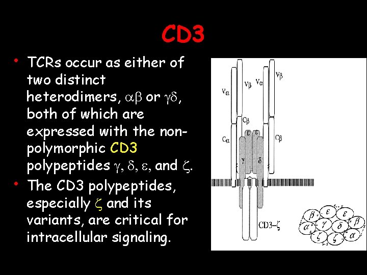  • • CD 3 TCRs occur as either of two distinct heterodimers, ab