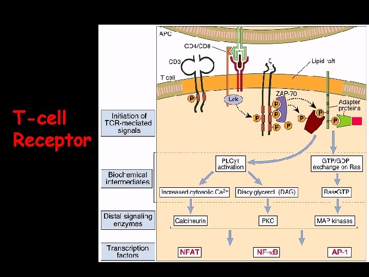 T-cell Receptor 2/9/04 