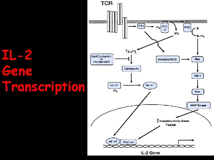 IL-2 Gene Transcription 2/9/04 