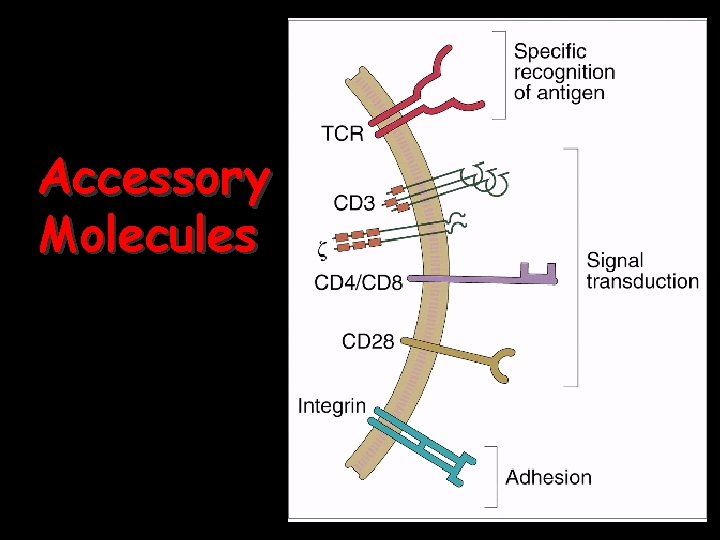 Accessory Molecules 2/9/04 