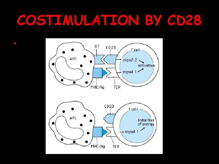 COSTIMULATION BY CD 28 • 2/9/04 