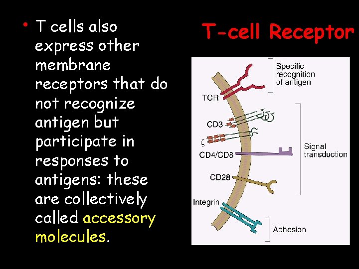  • T cells also express other membrane receptors that do not recognize antigen