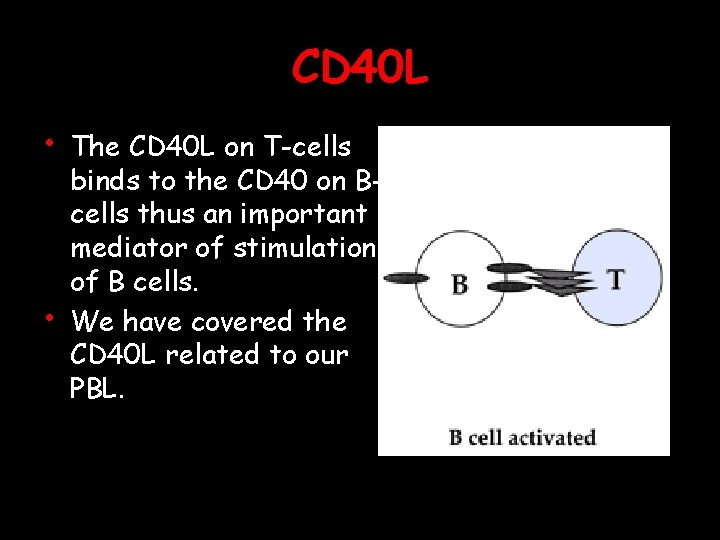 CD 40 L • • The CD 40 L on T-cells binds to the