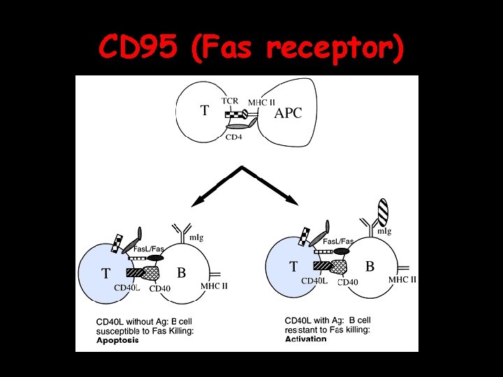 CD 95 (Fas receptor) 2/9/04 