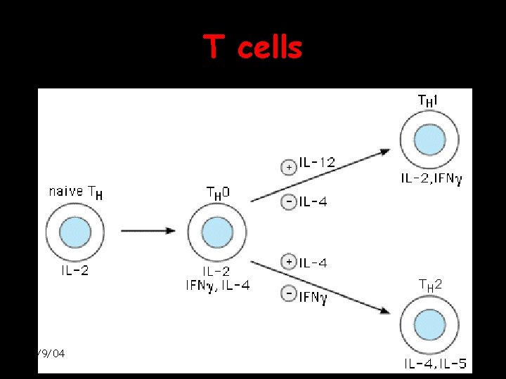 T cells 2/9/04 