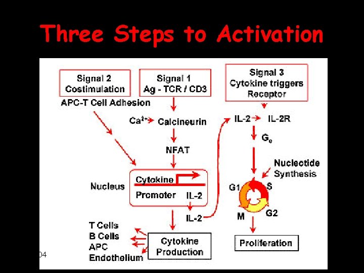 Three Steps to Activation 2/9/04 