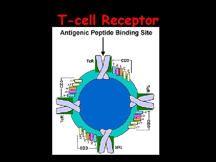 T-cell Receptor 2/9/04 