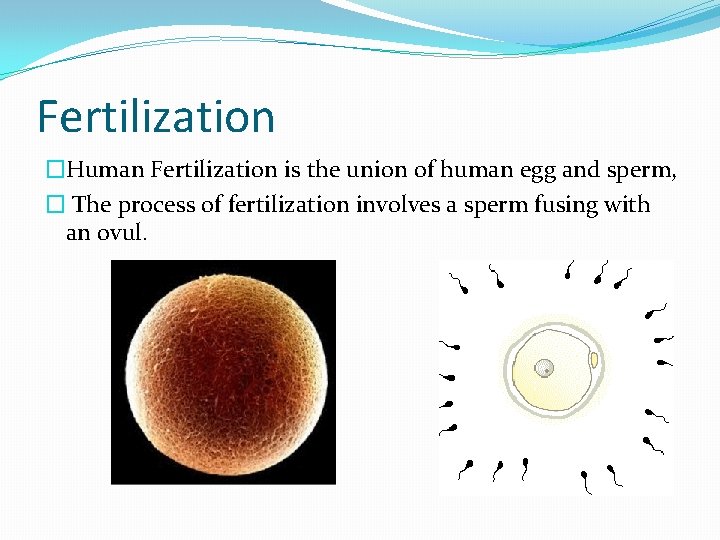 Fertilization �Human Fertilization is the union of human egg and sperm, � The process