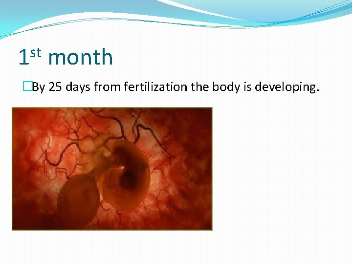 st 1 month �By 25 days from fertilization the body is developing. 