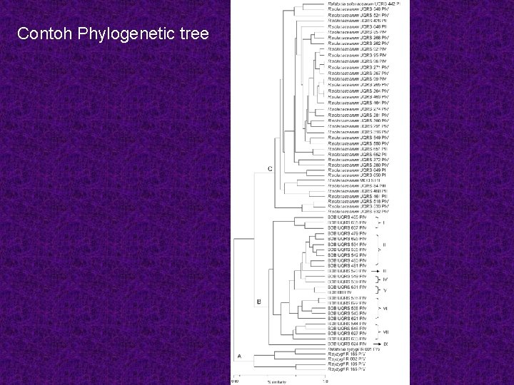 Contoh Phylogenetic tree 