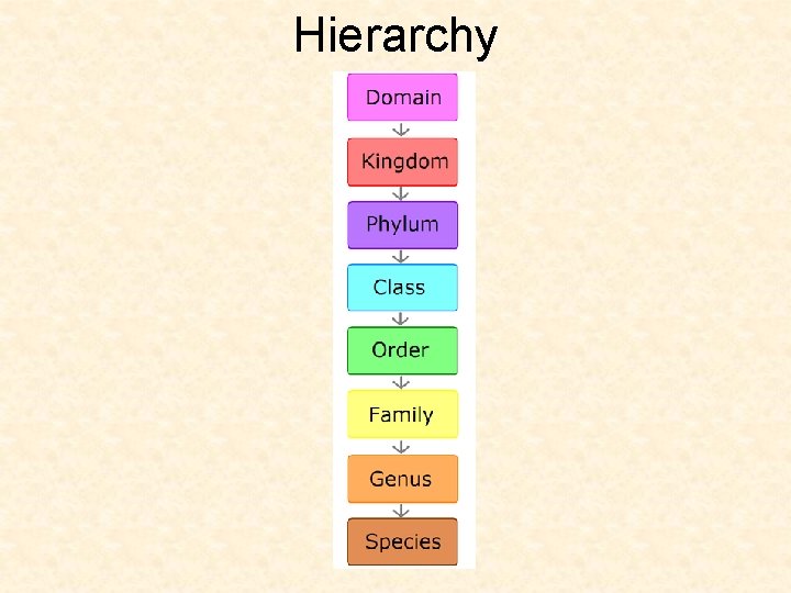 Hierarchy 