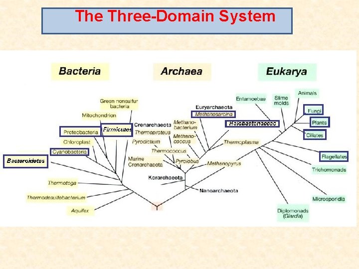 The Three-Domain System 