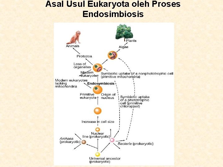 Asal Usul Eukaryota oleh Proses Endosimbiosis 