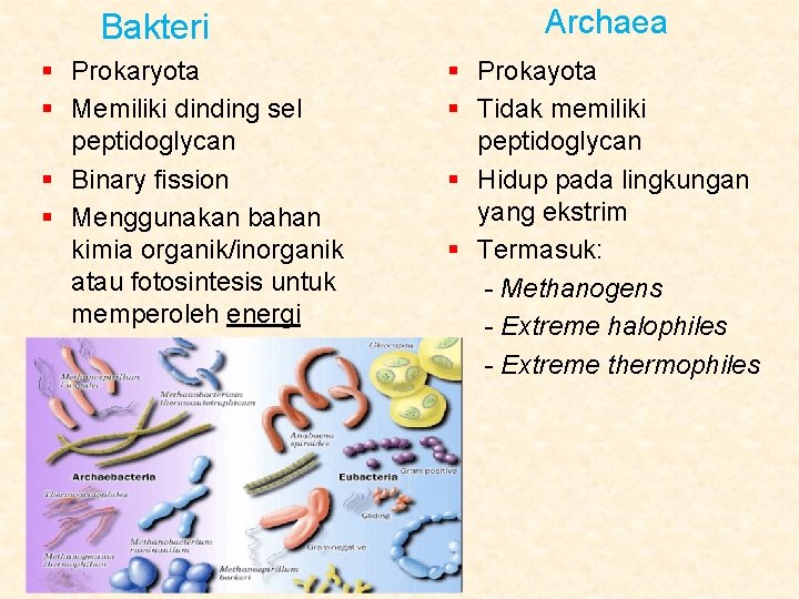 Bakteri § Prokaryota § Memiliki dinding sel peptidoglycan § Binary fission § Menggunakan bahan