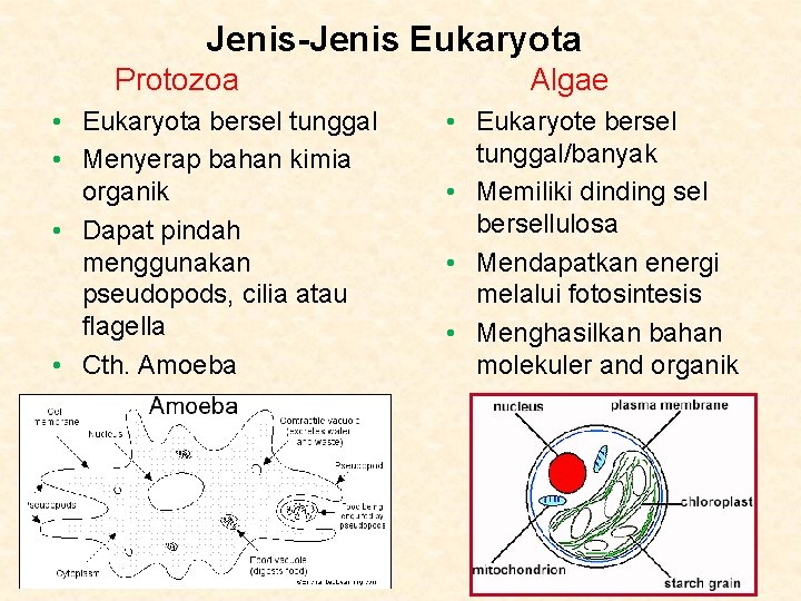 Jenis-Jenis Eukaryota Protozoa • Eukaryota bersel tunggal • Menyerap bahan kimia organik • Dapat