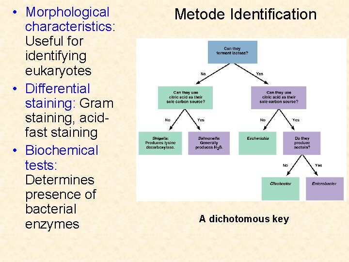  • Morphological characteristics: Useful for identifying eukaryotes • Differential staining: Gram staining, acidfast