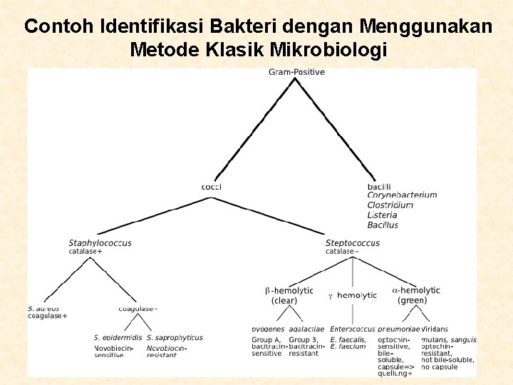 Contoh Identifikasi Bakteri dengan Menggunakan Metode Klasik Mikrobiologi 