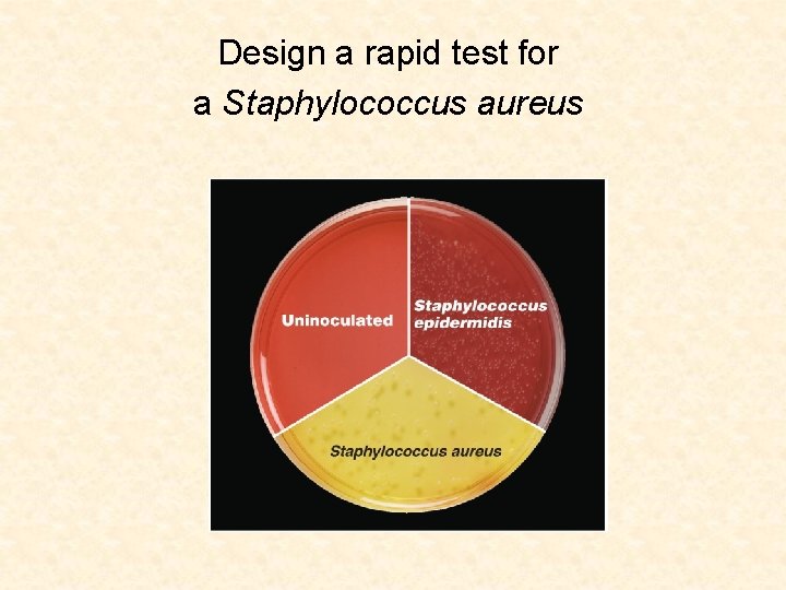 Design a rapid test for a Staphylococcus aureus 