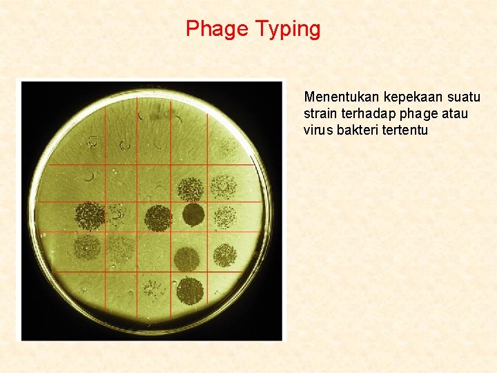 Phage Typing Menentukan kepekaan suatu strain terhadap phage atau virus bakteri tertentu 