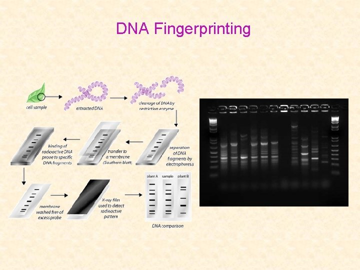 DNA Fingerprinting 